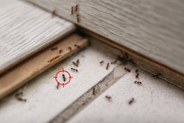 Best Pest Inspection Near Me  in Rosaryville, MD