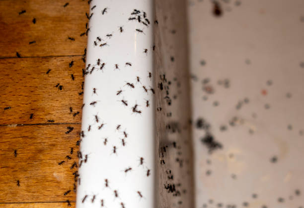 Best Pest Inspection Near Me  in Rosaryville, MD